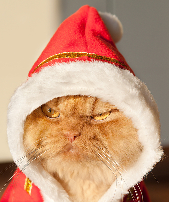 garfi-evil-grumpy-persian-cat-6__700.jpg