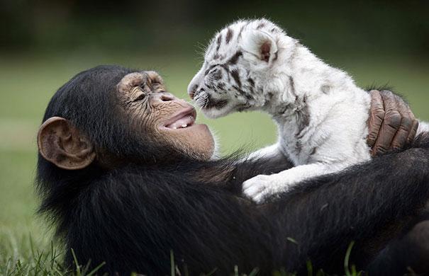 unusual-animal-friendship-15-1.jpg