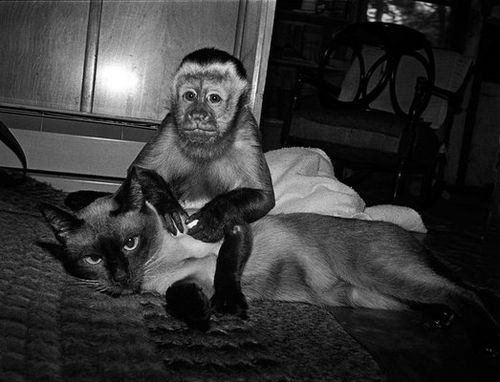 precious-primate-portraits-robin-schwartz--large-msg-124510625627.jpg