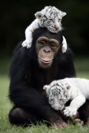 unusual-animal-friendship-15-2.jpg