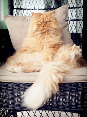 garfi-evil-grumpy-persian-cat-22_700.jpg