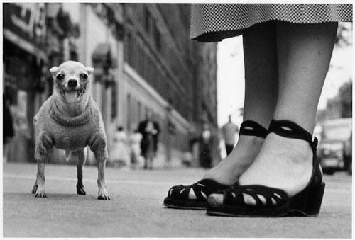 elliott_erwitt_photo_dog_new_york_city_1946.jpg
