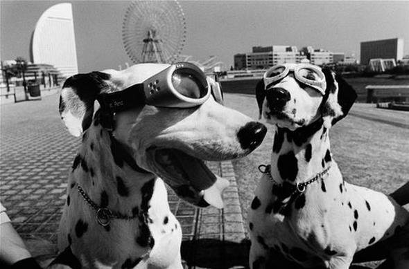 vintage_dog_photographs_by_elliott_erwitt_(8).jpg