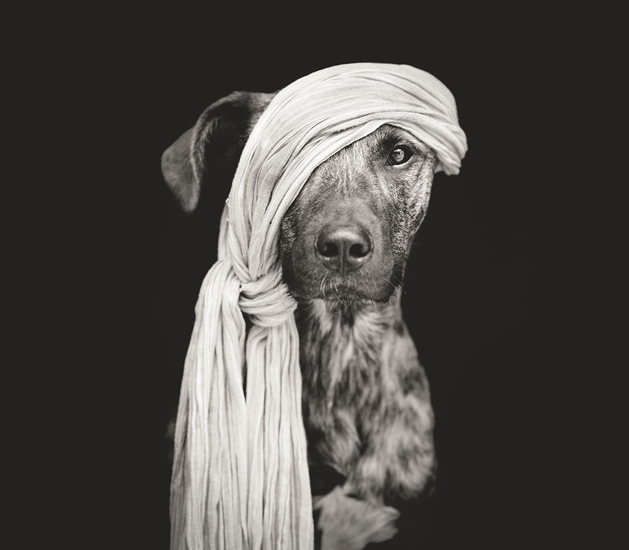 dog-portrait-photography-elke-vogelsang-23.jpg