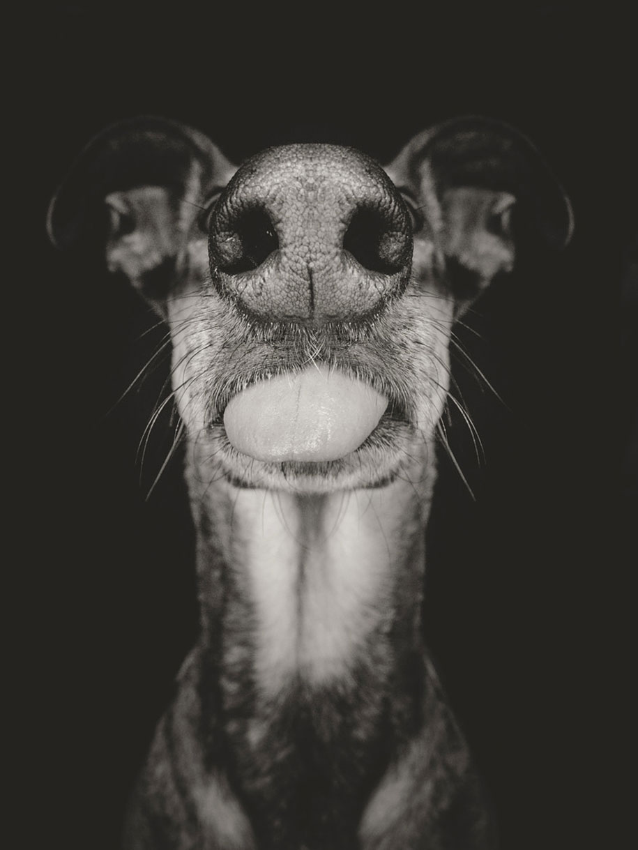 dog-portrait-photography-elke-vogelsang-3.jpg