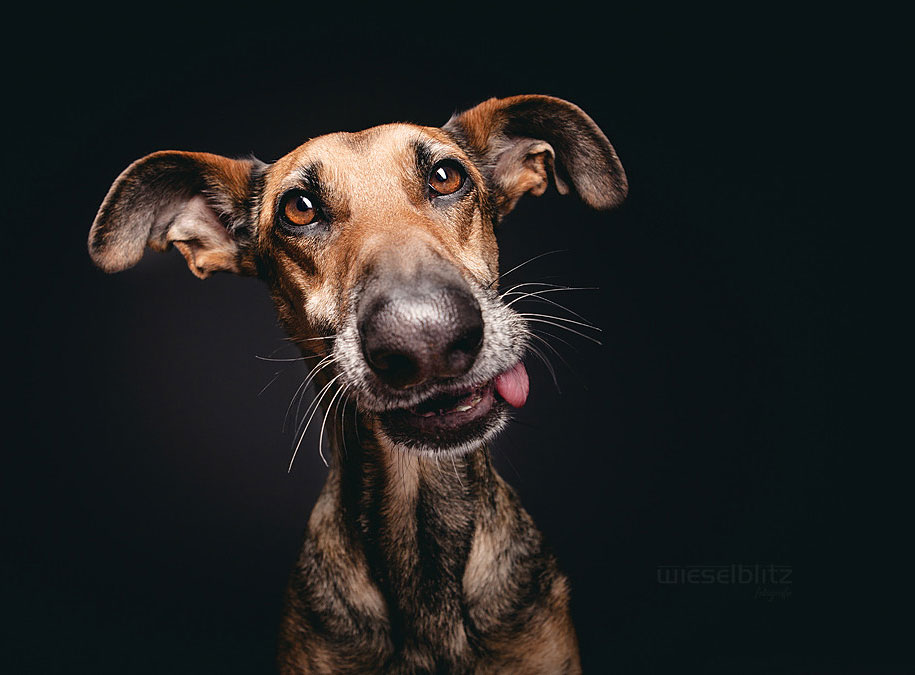 dog-portrait-photography-elke-vogelsang-8.jpg