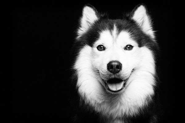 dogs-portraits-elke-vogelsang-17-600x400.jpg