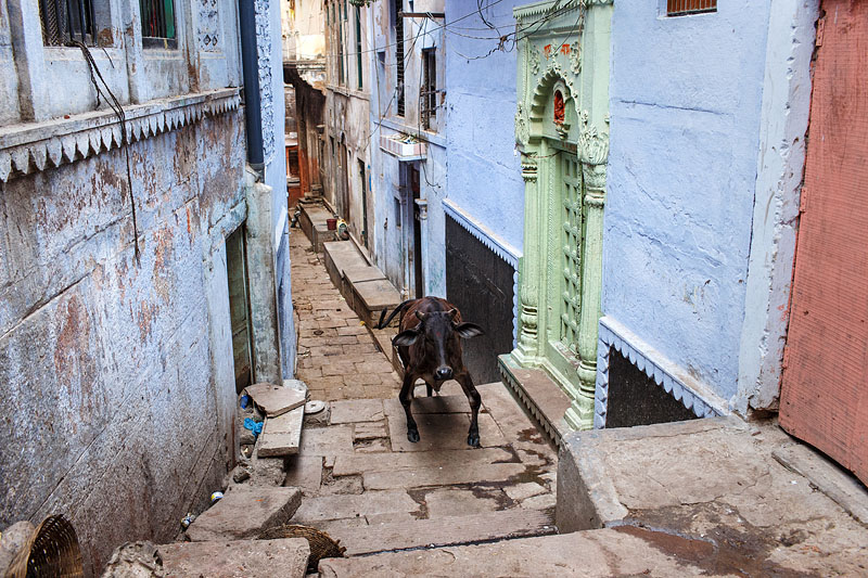 india_varanasi_old_city_animal_cow_lane.jpg