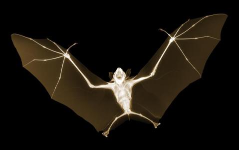 x-ray-photography-nick-veasey-chicquero-bat.jpg