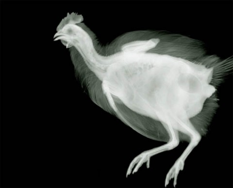 x-ray-photography-nick-veasey-chicquero-chicken.jpg