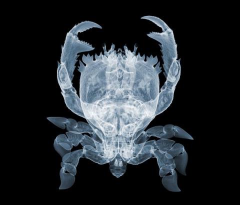 x-ray-photography-nick-veasey-chicquero-crabs.jpg
