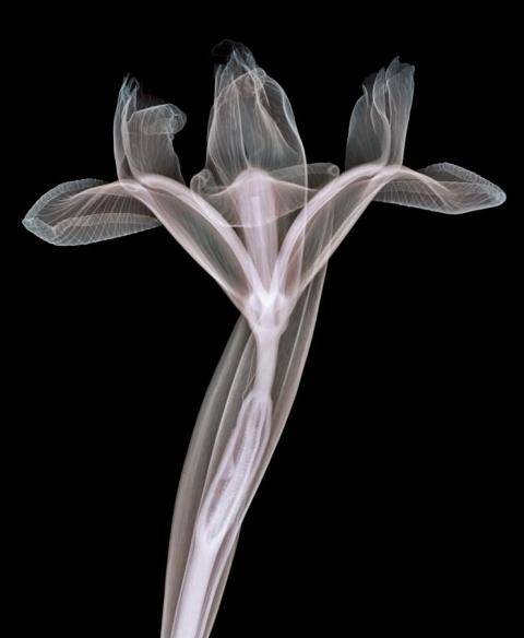 x-ray-photography-nick-veasey-chicquero-flower-2.jpg