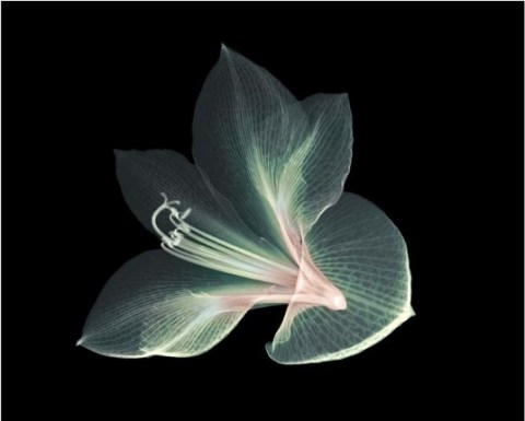 x-ray-photography-nick-veasey-chicquero-flower.jpg