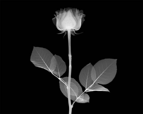 x-ray-photography-nick-veasey-chicquero-rose.jpg