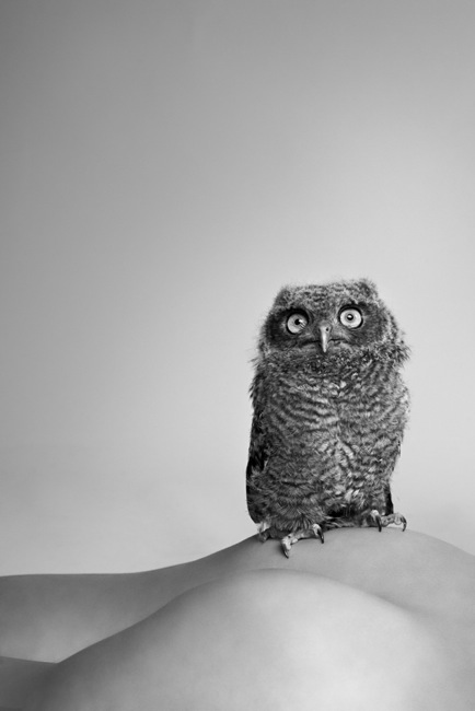 owl_2010.jpg