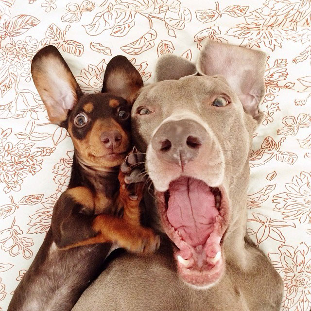 harlow-sage-and-indiana-big-dog-small-dog-cute-instagram-17.jpg
