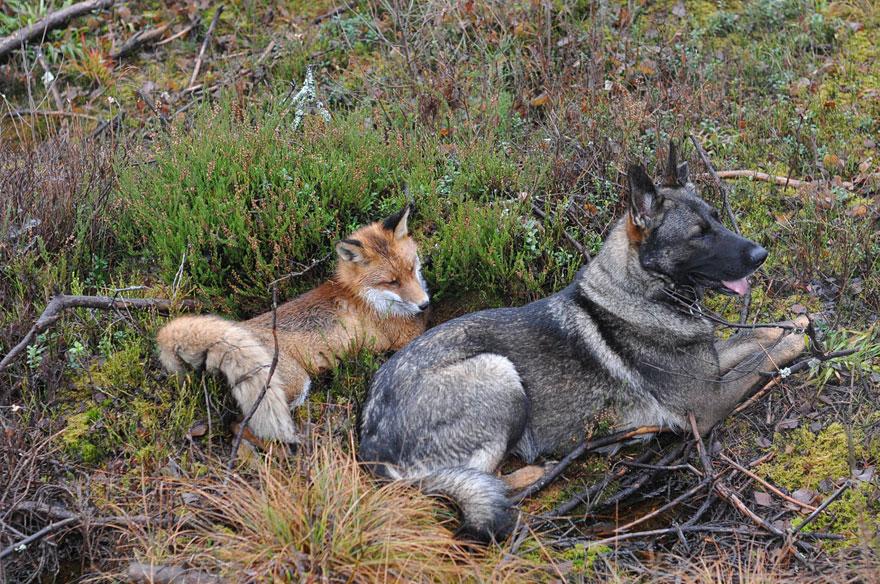 dog-fox-friendship-tinni-sniffer-torgeir-berge-berit-helberg-22.jpg