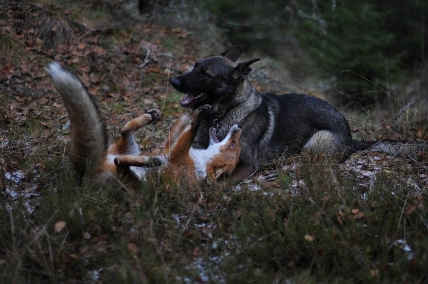 dog-fox-friendship-tinni-sniffer-torgeir-berge-berit-helberg-3.jpg