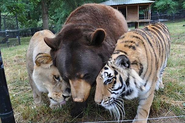 unusual-animal-friendship-11-3.jpg