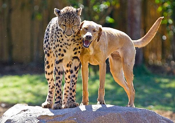 unusual-animal-friendship-12-3.jpg