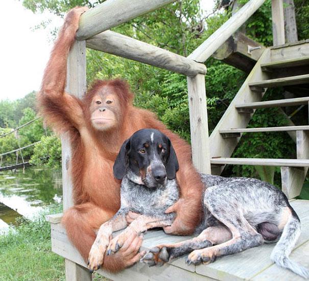 unusual-animal-friendship-13-1.jpg