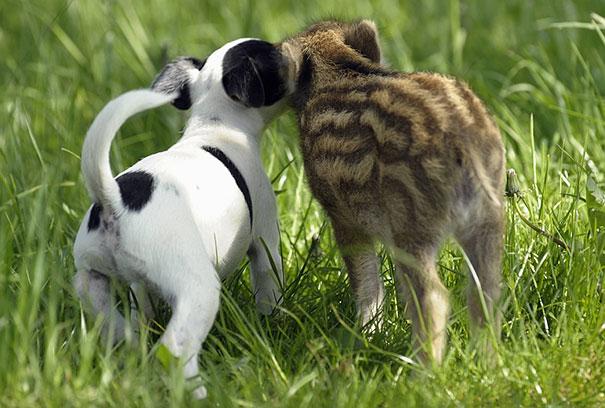 unusual-animal-friendship-8-3.jpg