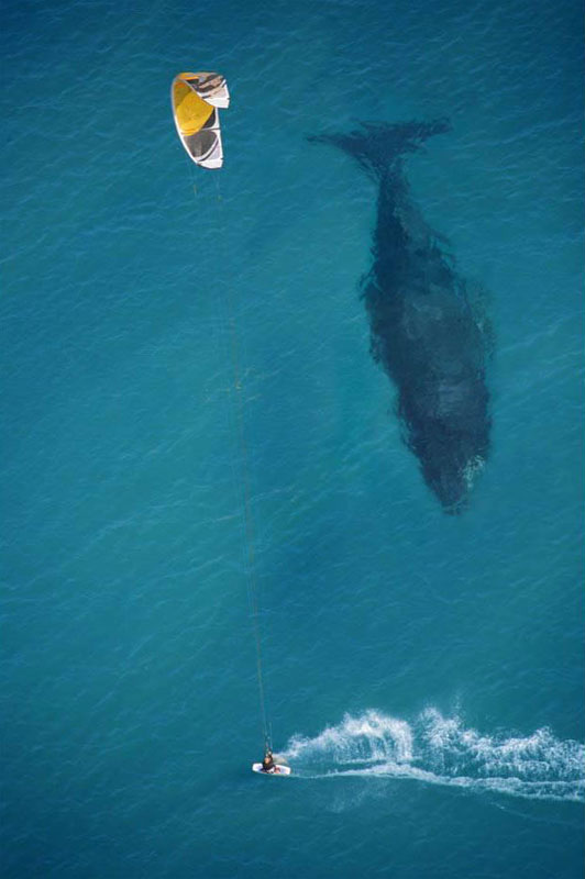 kite-surfing-with-whale-below-aerial-shot-from-above.jpg