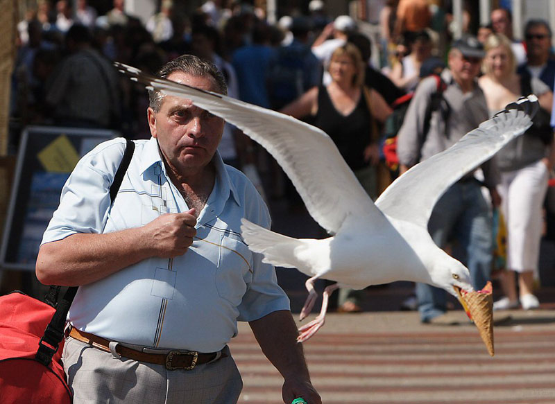 seagull-takes-ice-cream-perfect-timing.jpg