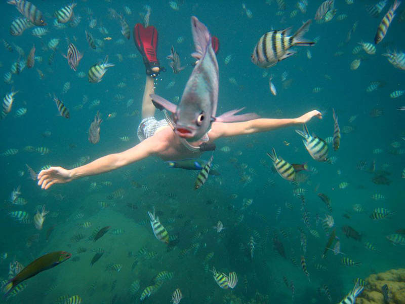 underwater-fish-photobomb-animal-photobombs.jpg