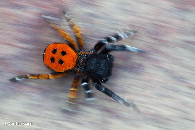 ladybird_spider.jpg