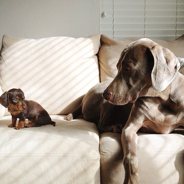 harlow-sage-and-indiana-big-dog-small-dog-cute-instagram-11.jpg