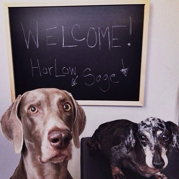 harlow-sage-and-indiana-big-dog-small-dog-cute-instagram-3.jpg
